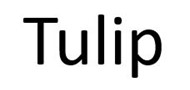 Schoonmaakbedrijf Tulip
